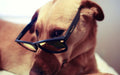 Lunettes de soleil pour chien