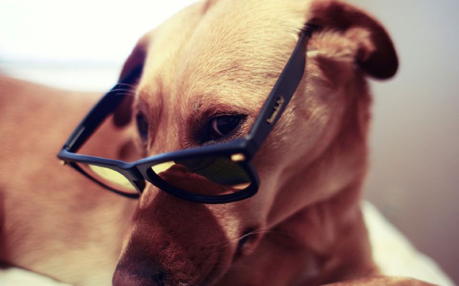 Lunettes de soleil pour chien